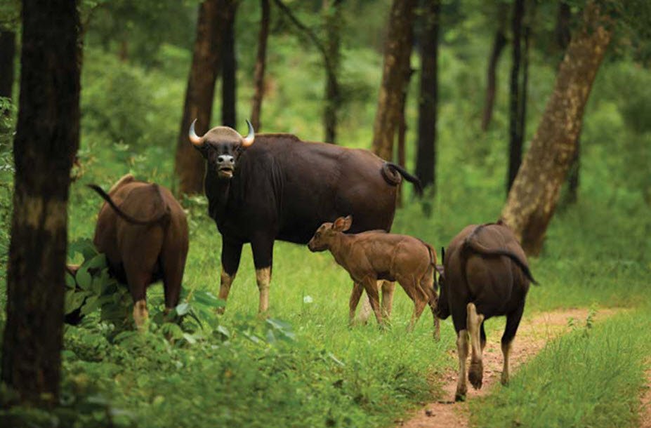 Badalkhol Wildlife Sanctuary, Jashpur, Chhattisgarh - Vushii.com